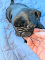 Gizmo, a male Pug for sale in Toledo, OH – 1 of 5