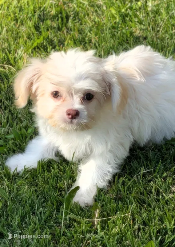Gabby – Chihuahua, Maltese puppy for sale in Toledo, OH