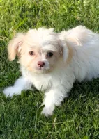 Gabby, a female Chihuahua and Maltese for sale in Toledo, OH – 1 of 1