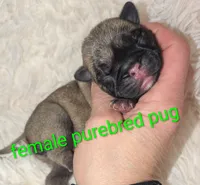 Rue, a female Pug for sale in Toledo, OH – 1 of 3