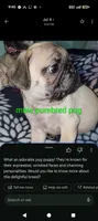  REDUCED Margo 6 MALE, a male Pug for sale in Toledo, OH – 2 of 3