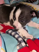Chance , a male Chihuahua and Chinese Crested for sale in Toledo, OH – 2 of 3