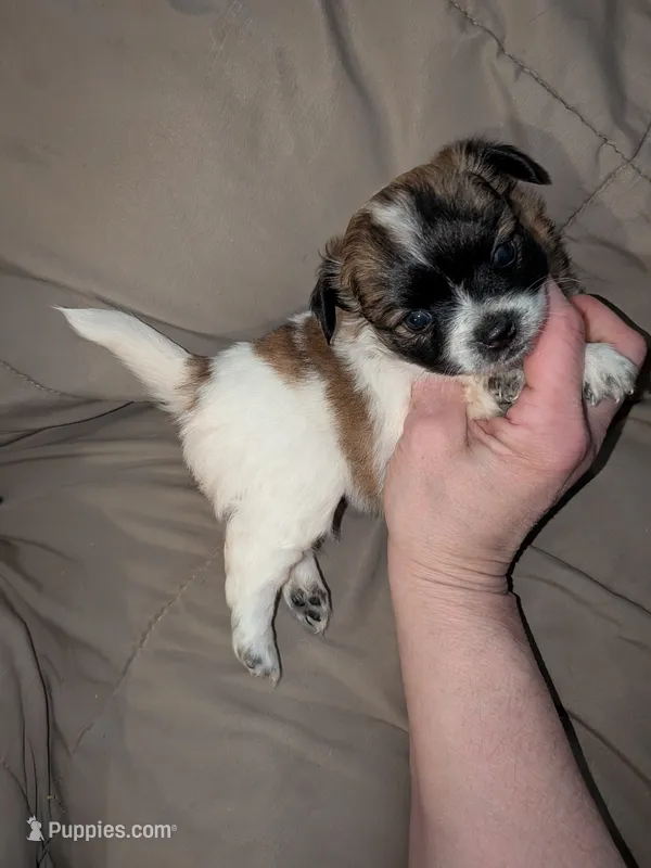 Mochi – Chihuahua puppy for sale in Toledo, OH
