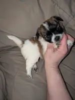 Mochi, a female Chihuahua for sale in Toledo, OH – 1 of 1
