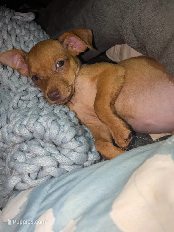 Mary beth – Chiweenie puppy for sale in Toledo, OH