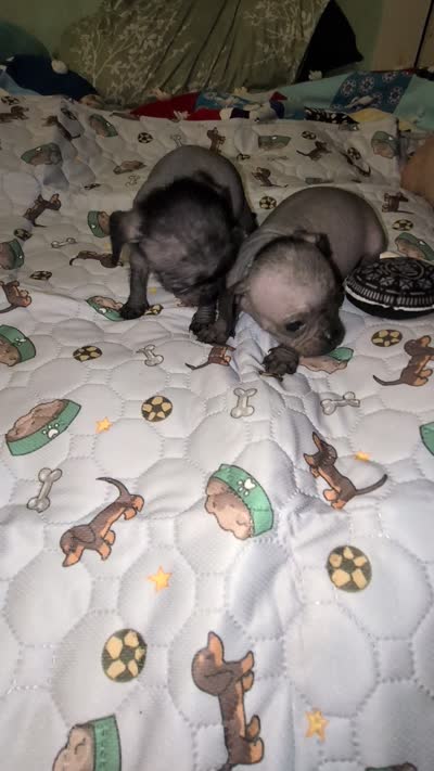 Chubs , a male Chihuahua and Pug for sale in Toledo, OH – 2 of 2