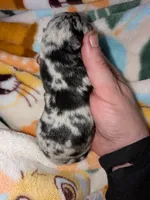 Pruitt , a female Pomchi for sale in Toledo, OH – 6 of 7