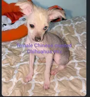 Izzy's , a female Chinese Crested for sale in Toledo, OH – 2 of 2