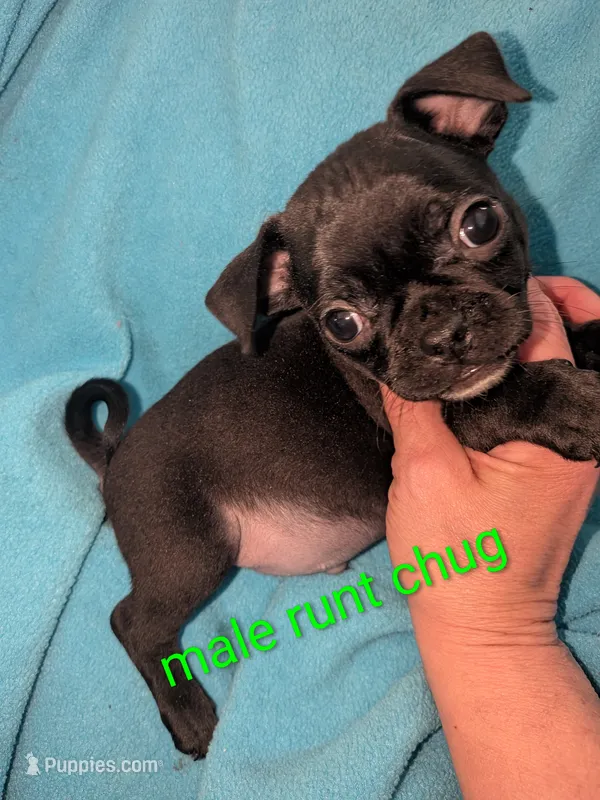Charlie – Chihuahua, Pug puppy for sale in Toledo, OH