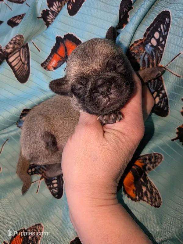 Margo 4 – Pug puppy for sale in Toledo, OH