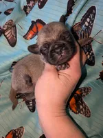 Margo 4, a female Pug for sale in Toledo, OH – 1 of 1