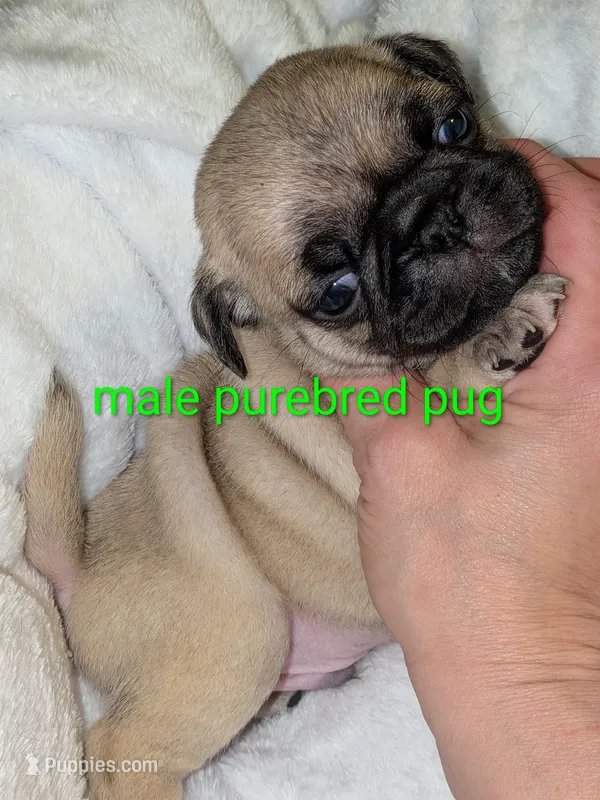 Mario – Pug puppy for sale in Toledo, OH