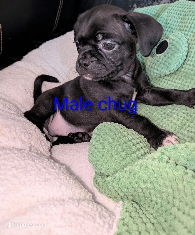 Nate – Chihuahua, Pug puppy for sale in Toledo, OH