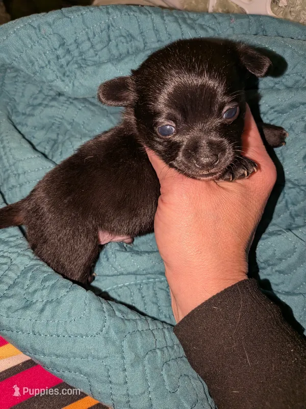 Bear – Chihuahua puppy for sale in Toledo, OH