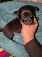 Bear, a male Chihuahua for sale in Toledo, OH – 1 of 1