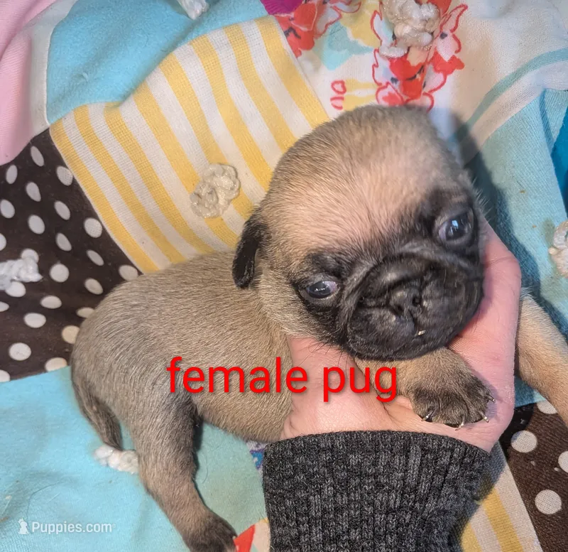 Cricket – Pug puppy for sale in Toledo, OH