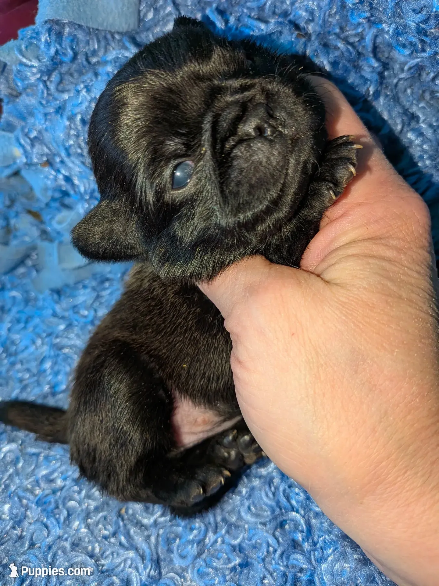 Margo 2, a female Pug for sale in Toledo, OH – 2 of 3