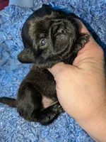 Margo 2, a female Pug for sale in Toledo, OH – 2 of 2