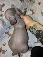 Penelope , a female Xoloitzcuintli for sale in Toledo, OH – 2 of 3