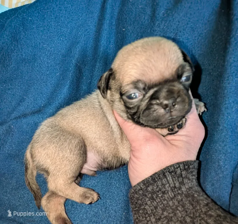 Margo 6 – Pug puppy for sale in Toledo, OH
