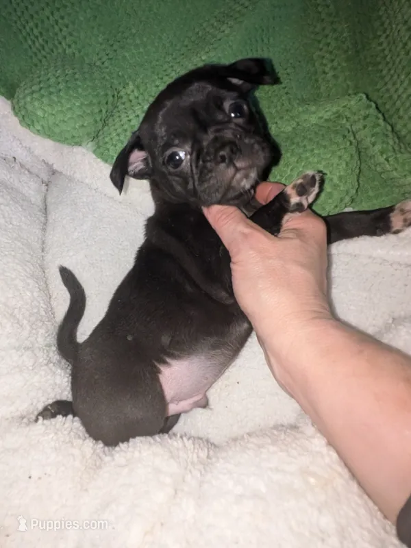 Marty y – Chihuahua, Pug puppy for sale in Toledo, OH