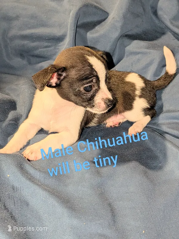 Chance  – Chihuahua, Chinese Crested puppy for sale in Toledo, OH