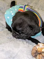 Baby Herman , a male Pug for sale in Toledo, OH – 2 of 3