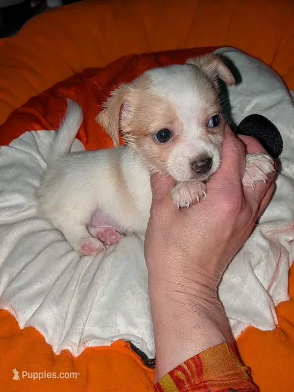 Hercules – Chiweenie puppy for sale in Toledo, OH