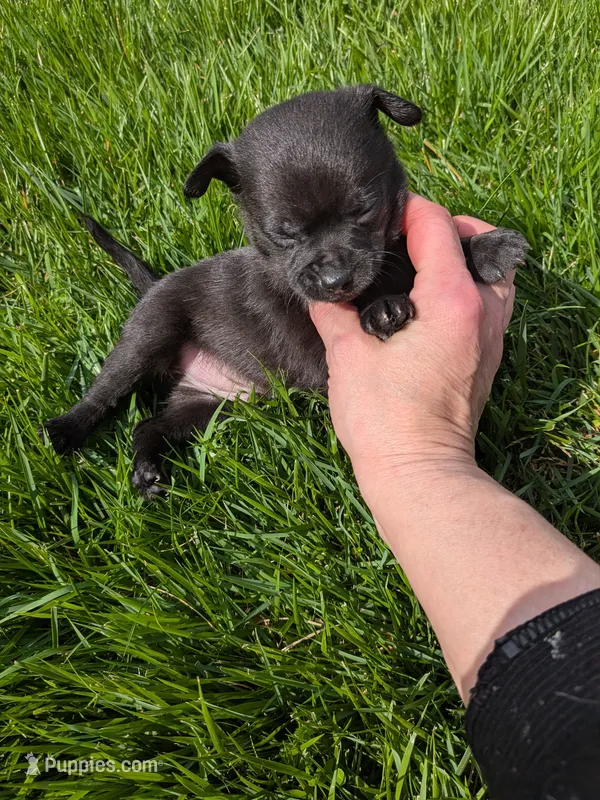 Nala – Chihuahua, Pomchi puppy for sale in Toledo, OH