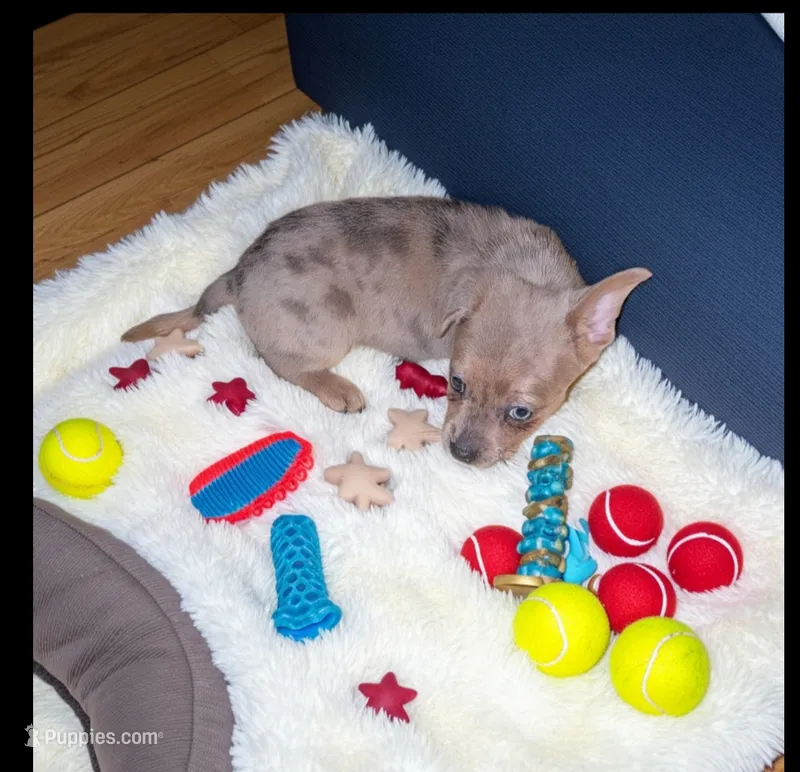 Poppy – French Bulldog, Chihuahua puppy for sale in Toledo, OH
