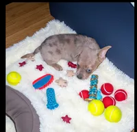 Poppy, a male French Bulldog and Chihuahua for sale in Toledo, OH – 1 of 5