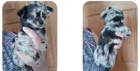 Merlin, a male Chihuahua for sale in Toledo, OH – 2 of 2
