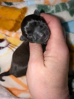 Nala, a female Chihuahua and Pomchi for sale in Toledo, OH – 2 of 2