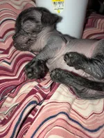 Cricket, a female Xoloitzcuintli for sale in Toledo, OH – 5 of 6