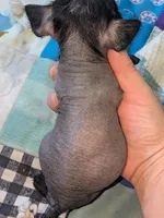 Cricket, a female Xoloitzcuintli for sale in Toledo, OH – 3 of 6