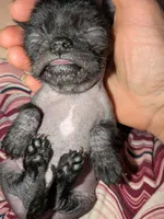 Cricket, a female Xoloitzcuintli for sale in Toledo, OH – 2 of 6