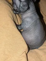 Cricket, a female Xoloitzcuintli for sale in Toledo, OH – 6 of 6