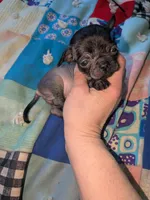 Cricket, a female Xoloitzcuintli for sale in Toledo, OH – 4 of 6