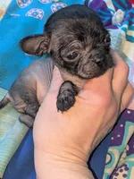 Cricket, a female Xoloitzcuintli for sale in Toledo, OH – 1 of 6