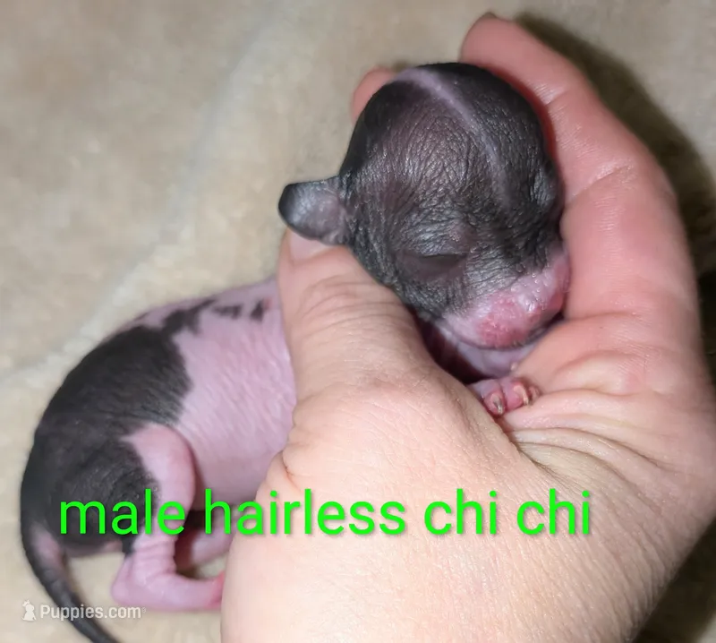 Little man – Chinese Crested puppy for sale in Toledo, OH