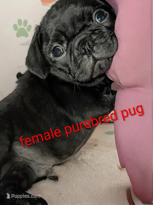  REDUCED Margo 2 – Pug puppy for sale in Toledo, OH