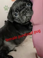  REDUCED Margo 2, a female Pug for sale in Toledo, OH – 1 of 4