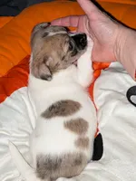  Darla, a female Chiweenie for sale in Toledo, OH – 2 of 5