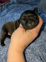 Margo 2, a female Pug for sale in Toledo, OH – 1 of 2