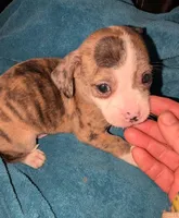 Merlin, a male Xoloitzcuintli and Chihuahua for sale in Toledo, OH – 1 of 1