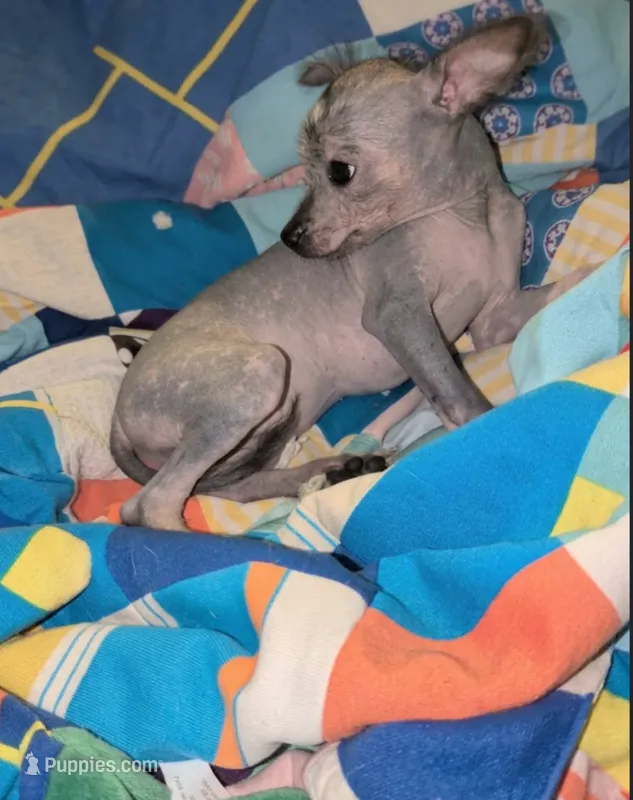 Echo  – Chihuahua puppy for sale in Toledo, OH