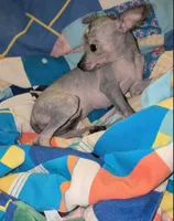 Echo , a female Chihuahua for sale in Toledo, OH – 1 of 1