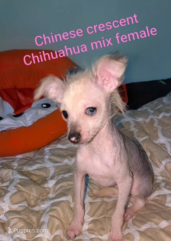 Izzy's  – Chinese Crested puppy for sale in Toledo, OH