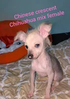 Izzy's , a female Chinese Crested for sale in Toledo, OH – 1 of 2