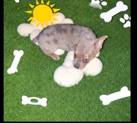 Poppy, a male French Bulldog and Chihuahua for sale in Toledo, OH – 4 of 5